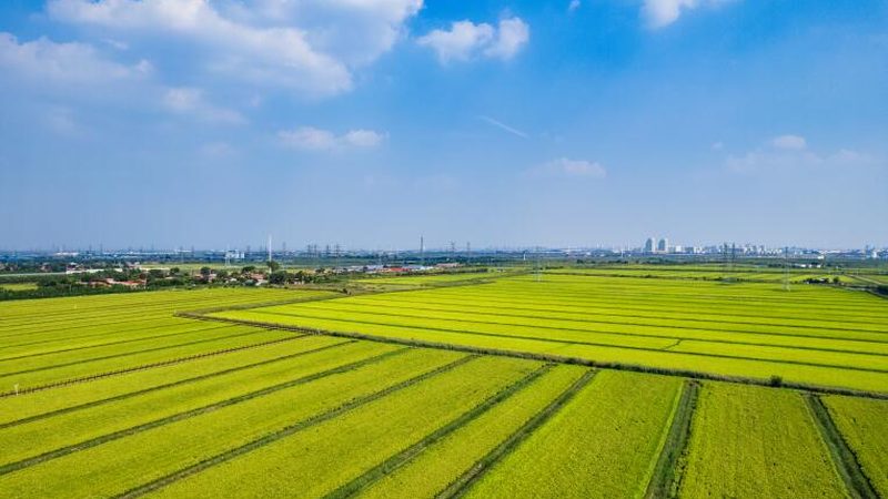 设施农业补贴政策2025：关注要点与合规指南
