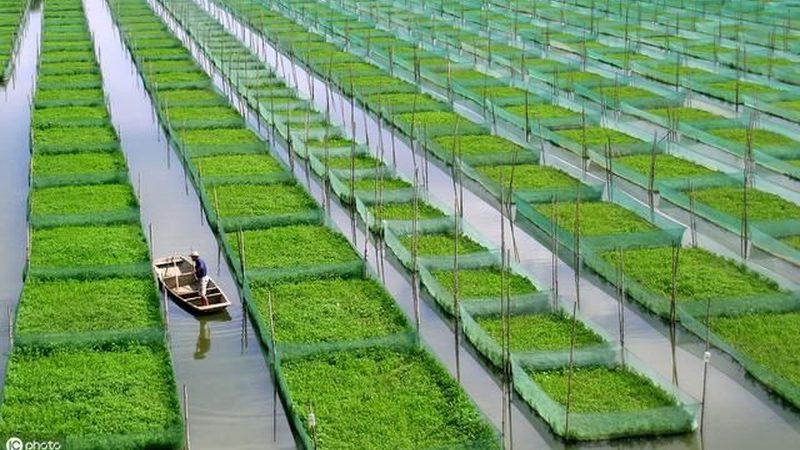 企业食堂配送供应商，这十个名字背后的行业分化