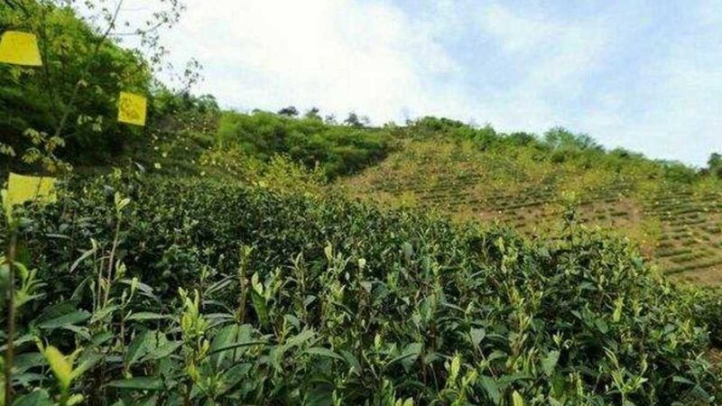 广东休闲农业政府补贴政策解读：如何抓住发展机遇