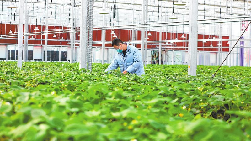 农业产业园规划建设：标准要求与关键要素**
