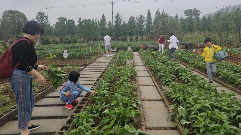 大棚蔬菜种植：技术标准如何确保高效与合规**