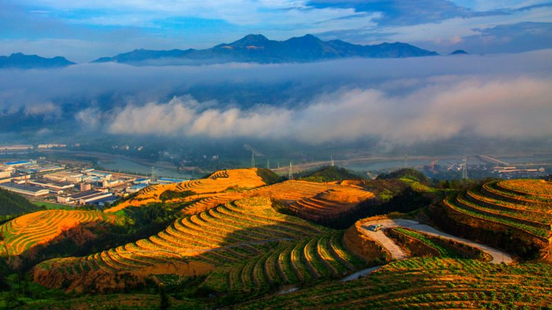 粮食种植补贴政策解析：了解补贴，助力丰收