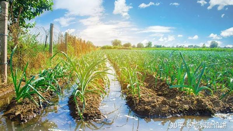 水稻种植成本明细：一亩地背后的经济账**