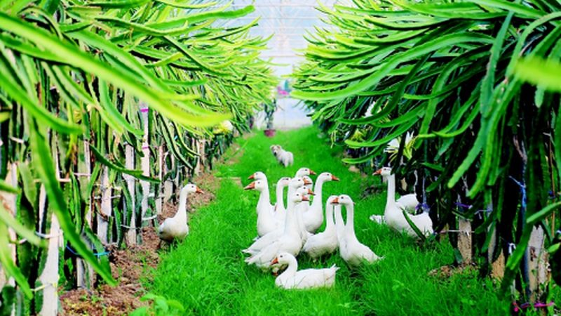 水果种植土壤排水要求：如何确保果实品质与产量